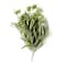 12 Pack: Light Green Variegated Spider Bush by Ashland®